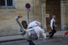 Du vent dans les Plumes 42 * 6240 x 4160 * (5.89MB)